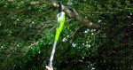11 Best Pole Saw Reviews - Guides for 2021 Best Pole Saw
